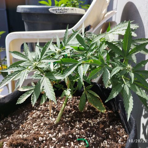 West Coast OG x Gelato Auto 41 growlog timeline photo