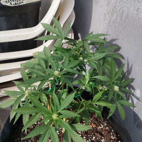 West Coast OG x Gelato Auto 41 growlog timeline photo