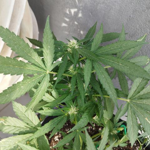 West Coast OG x Gelato Auto 41 growlog timeline photo