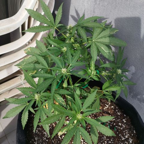 West Coast OG x Gelato Auto 41 growlog timeline photo