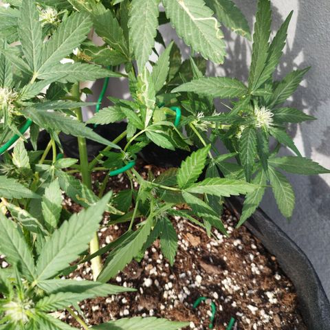 West Coast OG x Gelato Auto 41 growlog timeline photo