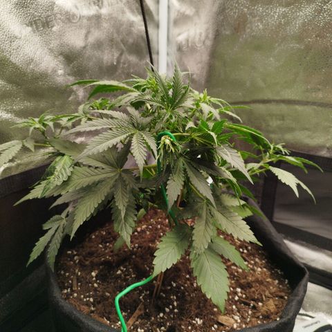 Fat Monkey Fem auto - Left  growlog timeline photo