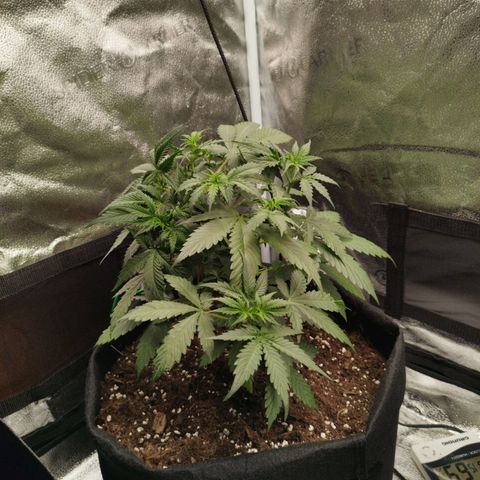 Fat Monkey Fem auto - Left  growlog timeline photo