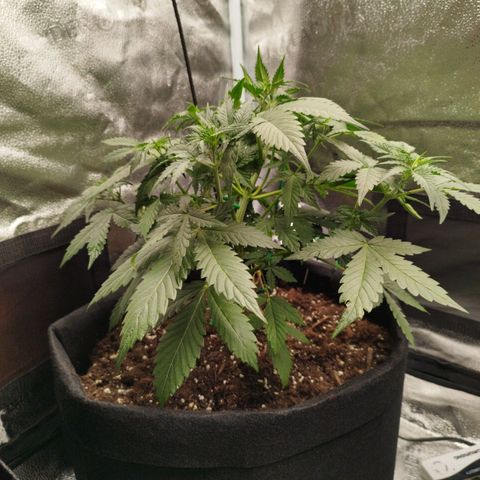 Fat Monkey Fem auto - Left  growlog timeline photo