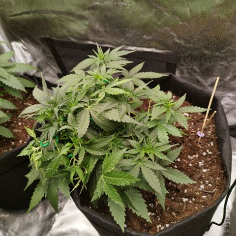 Fat Monkey Fem auto - Right growlog timeline photo