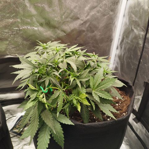 Fat Monkey Fem auto - Right growlog timeline photo