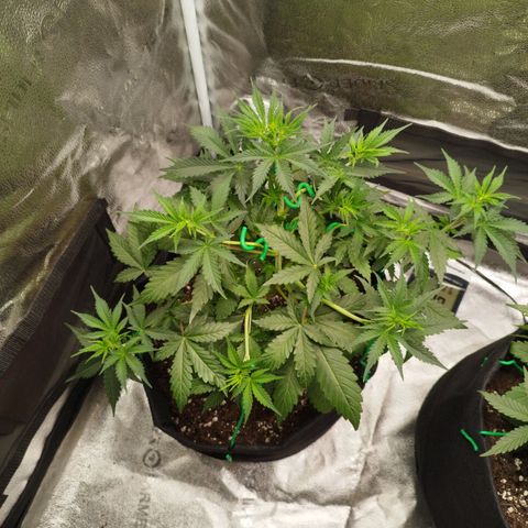 Fat Monkey Fem auto - Left  growlog timeline photo