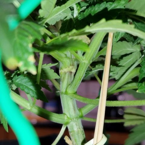 Fat Monkey Fem auto - Left  growlog timeline photo