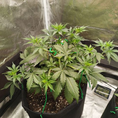 Fat Monkey Fem auto - Left  growlog timeline photo