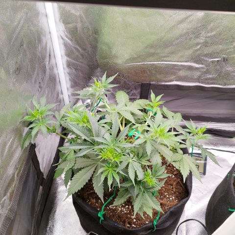 Fat Monkey Fem auto - Left  growlog timeline photo