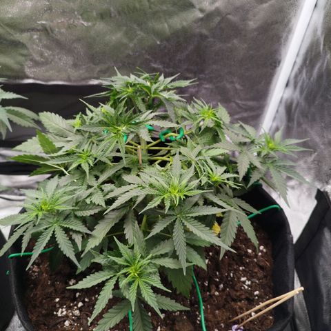 Fat Monkey Fem auto - Right growlog timeline photo