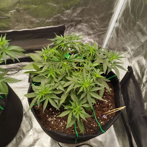 Fat Monkey Fem auto - Right growlog timeline photo