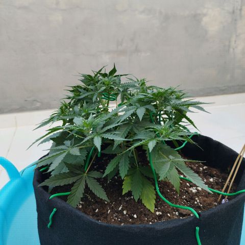 Fat Monkey Fem auto - Right growlog timeline photo