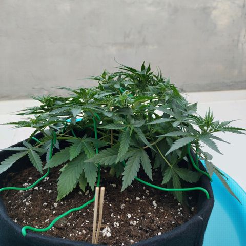Fat Monkey Fem auto - Right growlog timeline photo