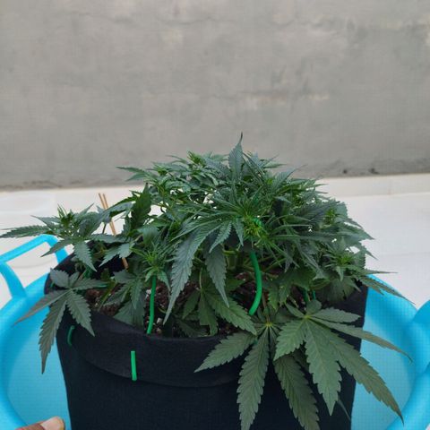 Fat Monkey Fem auto - Right growlog timeline photo
