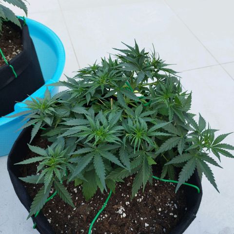 Fat Monkey Fem auto - Right growlog timeline photo