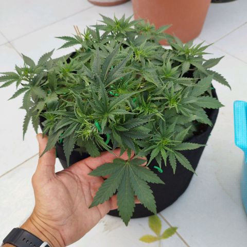Fat Monkey Fem auto - Right growlog timeline photo