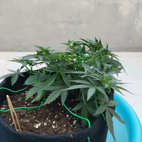 Fat Monkey Fem auto - Right growlog timeline photo