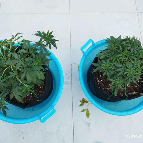 Fat Monkey Fem auto - Right growlog timeline photo