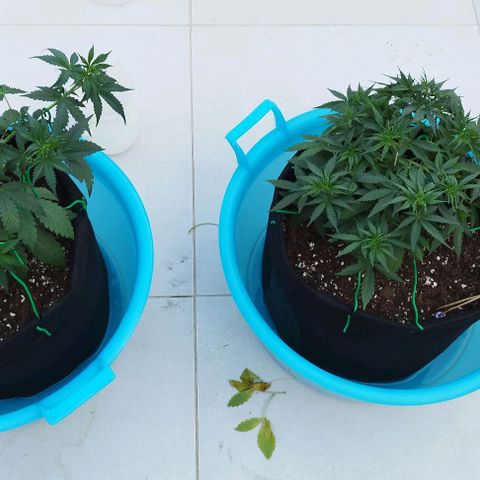 Fat Monkey Fem auto - Right growlog timeline photo