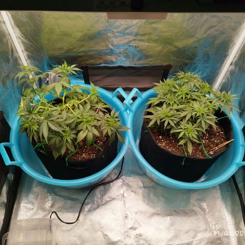Fat Monkey Fem auto - Right growlog timeline photo