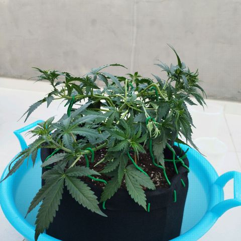 Fat Monkey Fem auto - Left  growlog timeline photo
