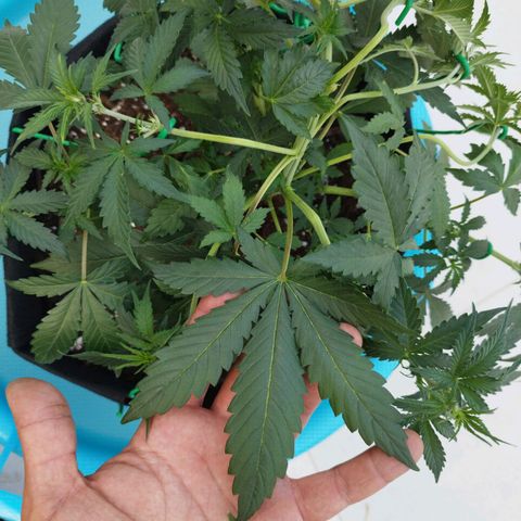 Fat Monkey Fem auto - Left  growlog timeline photo