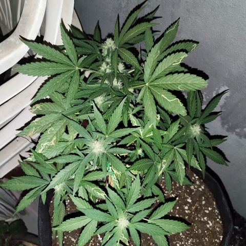 West Coast OG x Gelato Auto 41 growlog timeline photo
