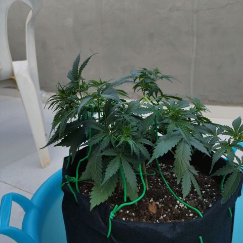 Fat Monkey Fem auto - Left  growlog timeline photo