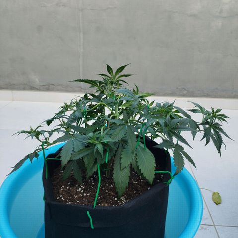 Fat Monkey Fem auto - Left  growlog timeline photo