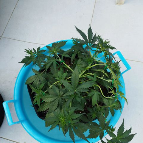 Fat Monkey Fem auto - Left  growlog timeline photo