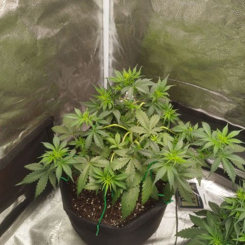 Fat Monkey Fem auto - Left  growlog timeline photo
