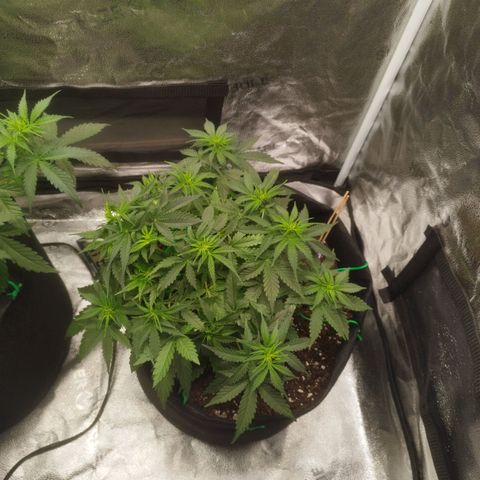 Fat Monkey Fem auto - Right growlog timeline photo