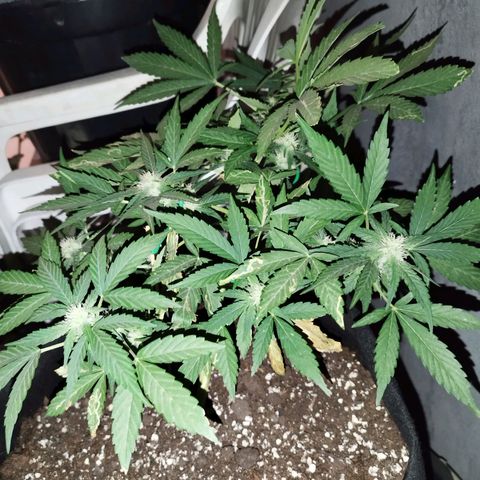 West Coast OG x Gelato Auto 41 growlog timeline photo