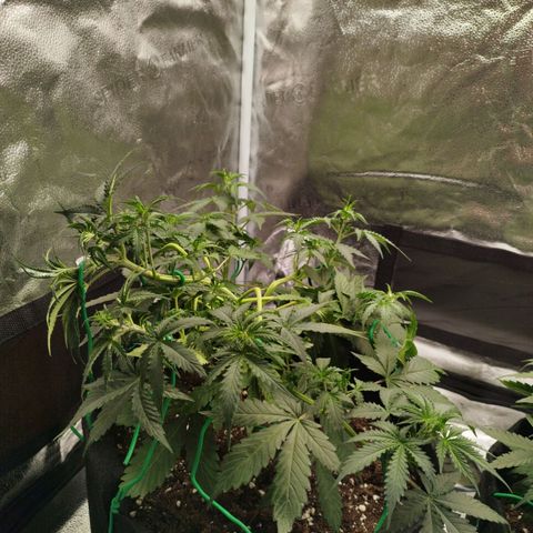 Fat Monkey Fem auto - Left  growlog timeline photo