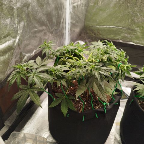Fat Monkey Fem auto - Left  growlog timeline photo