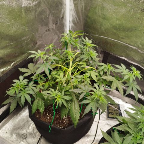 Fat Monkey Fem auto - Left  growlog timeline photo