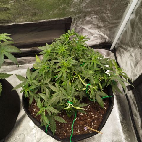Fat Monkey Fem auto - Right growlog timeline photo