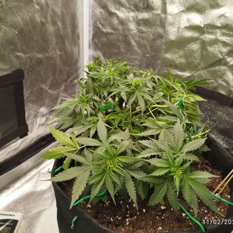 Fat Monkey Fem auto - Right growlog timeline photo