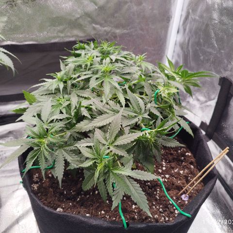 Fat Monkey Fem auto - Right growlog timeline photo