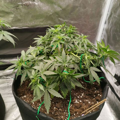 Fat Monkey Fem auto - Right growlog timeline photo