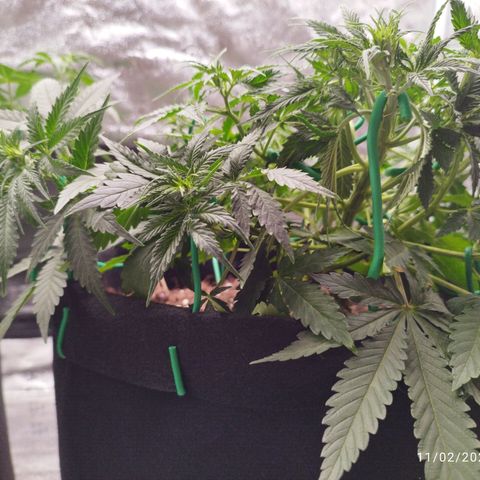 Fat Monkey Fem auto - Right growlog timeline photo