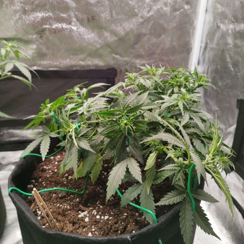 Fat Monkey Fem auto - Right growlog timeline photo
