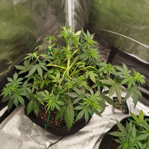 Fat Monkey Fem auto - Left  growlog timeline photo