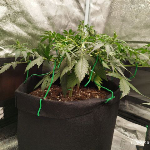 Fat Monkey Fem auto - Left  growlog timeline photo