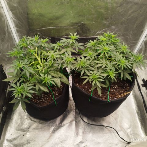 Fat Monkey Fem auto - Right growlog timeline photo