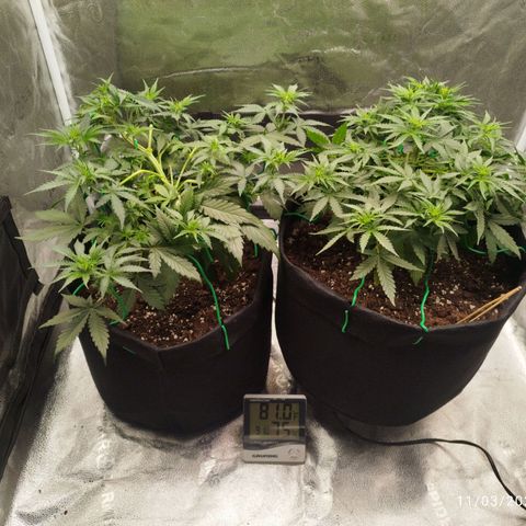 Fat Monkey Fem auto - Right growlog timeline photo