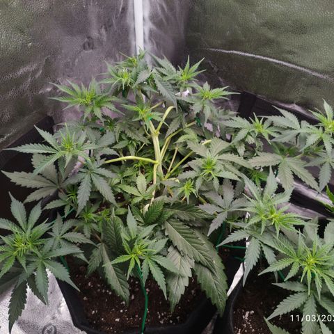 Fat Monkey Fem auto - Left  growlog timeline photo