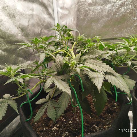 Fat Monkey Fem auto - Left  growlog timeline photo