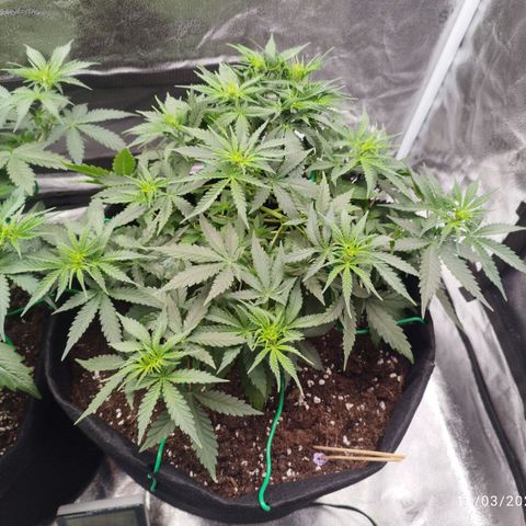 Fat Monkey Fem auto - Right growlog timeline photo